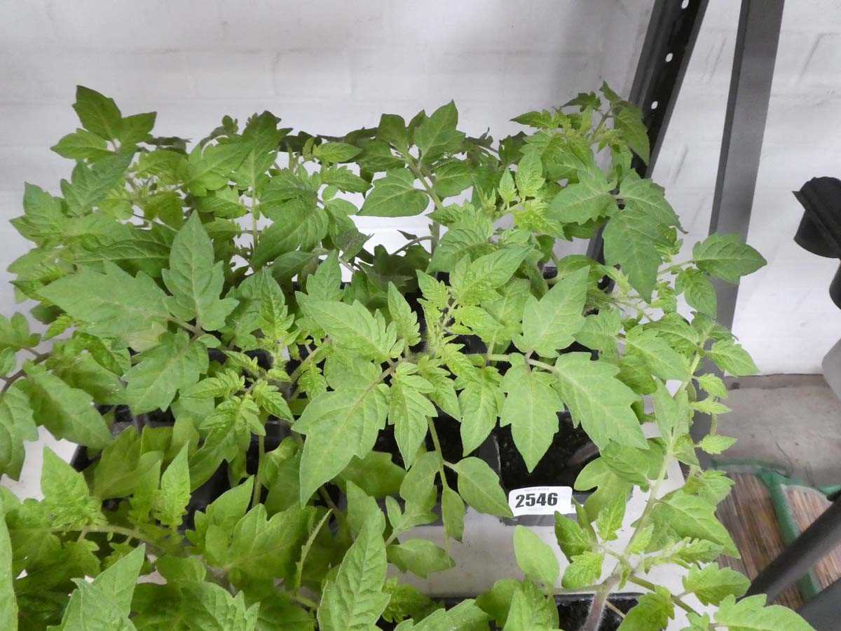 Lot 2546 - 2 trays of 12 Roma tomato plants