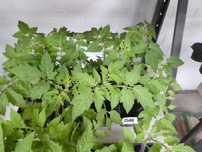 Lot 2546 - 2 trays of 12 Roma tomato plants