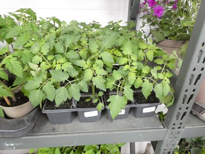 Lot 2547 - 2 trays of 12 Red Cherry tomato plants