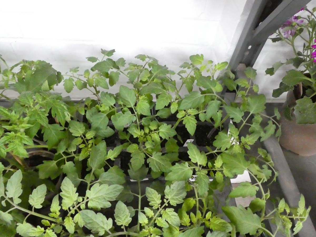 Lot 2548 - 2 trays of 12 Red Cherry tomato plants
