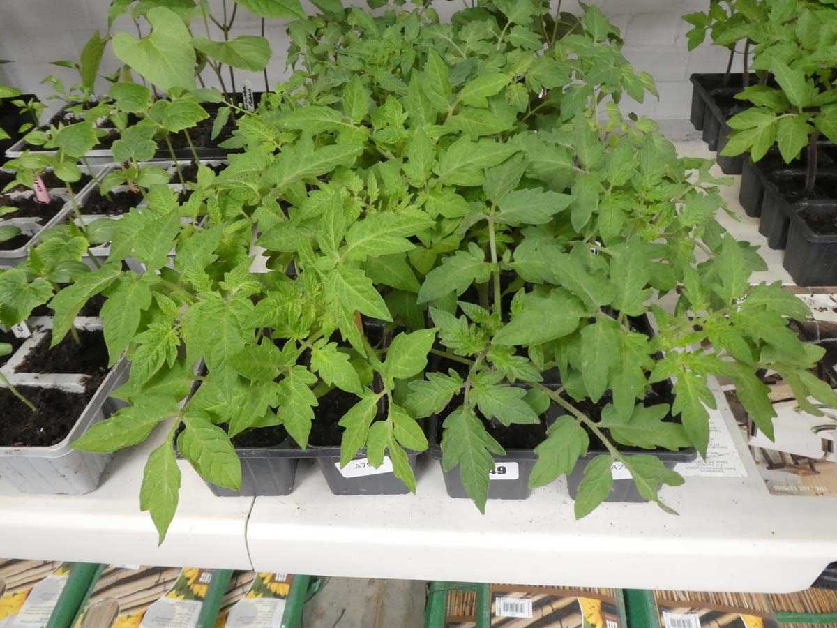 Lot 2549 - 2 trays of 12 tomato plants incl. Roma and...