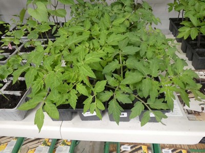 Lot 2549 - 2 trays of 12 tomato plants incl. Roma and...