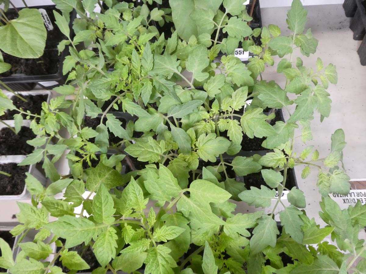 Lot 2550 - 2 trays of 12 tomato plants incl. Red Cherry...