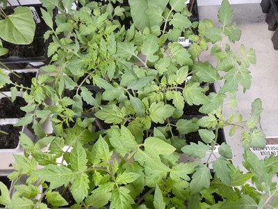 Lot 2550 - 2 trays of 12 tomato plants incl. Red Cherry...