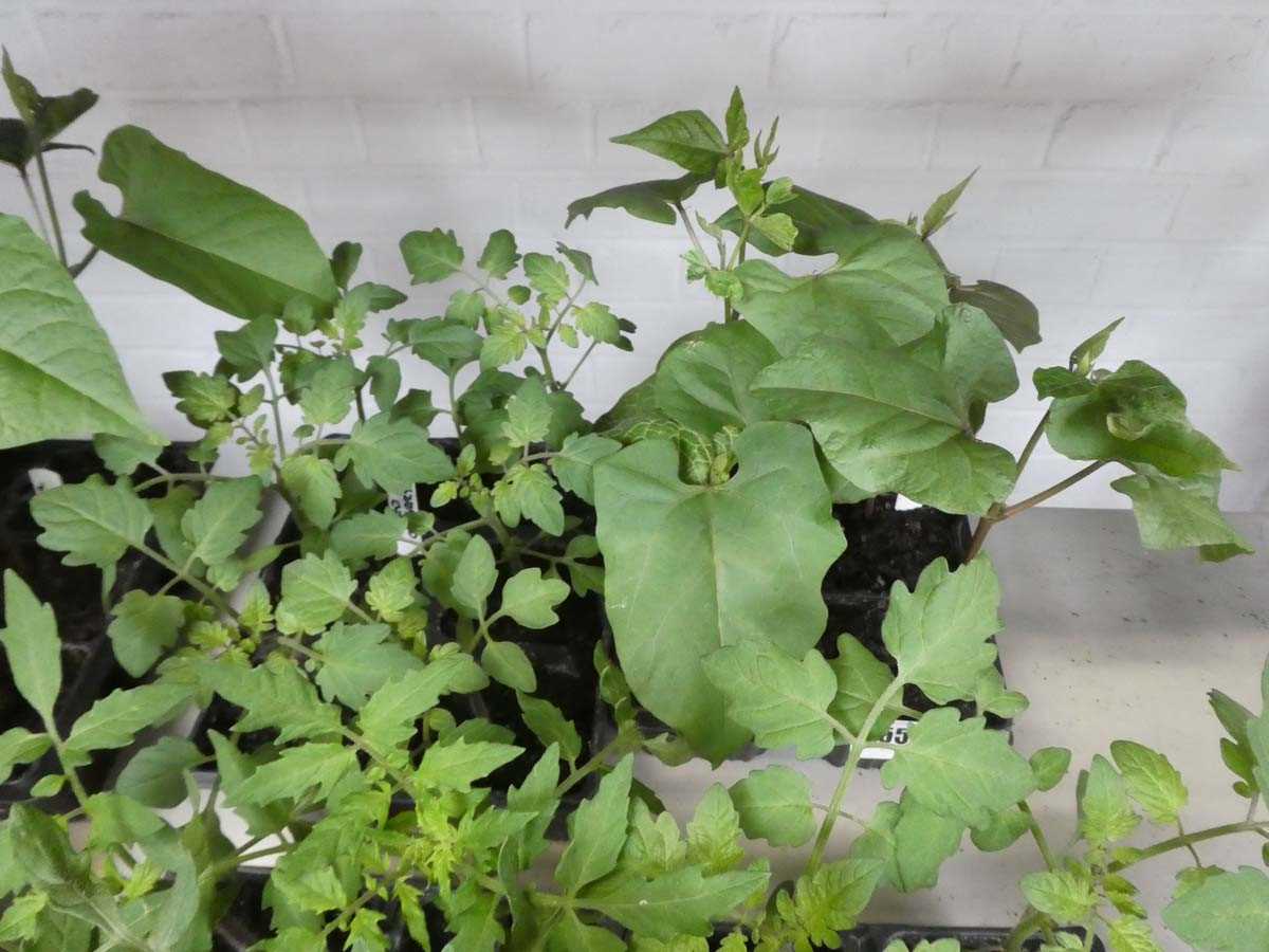 Lot 2551 - Tray containing 6 Red Cherry tomato plants...