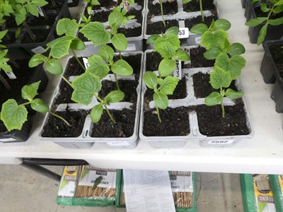 Lot 2552 - 2 trays containing 12 cucumber plants