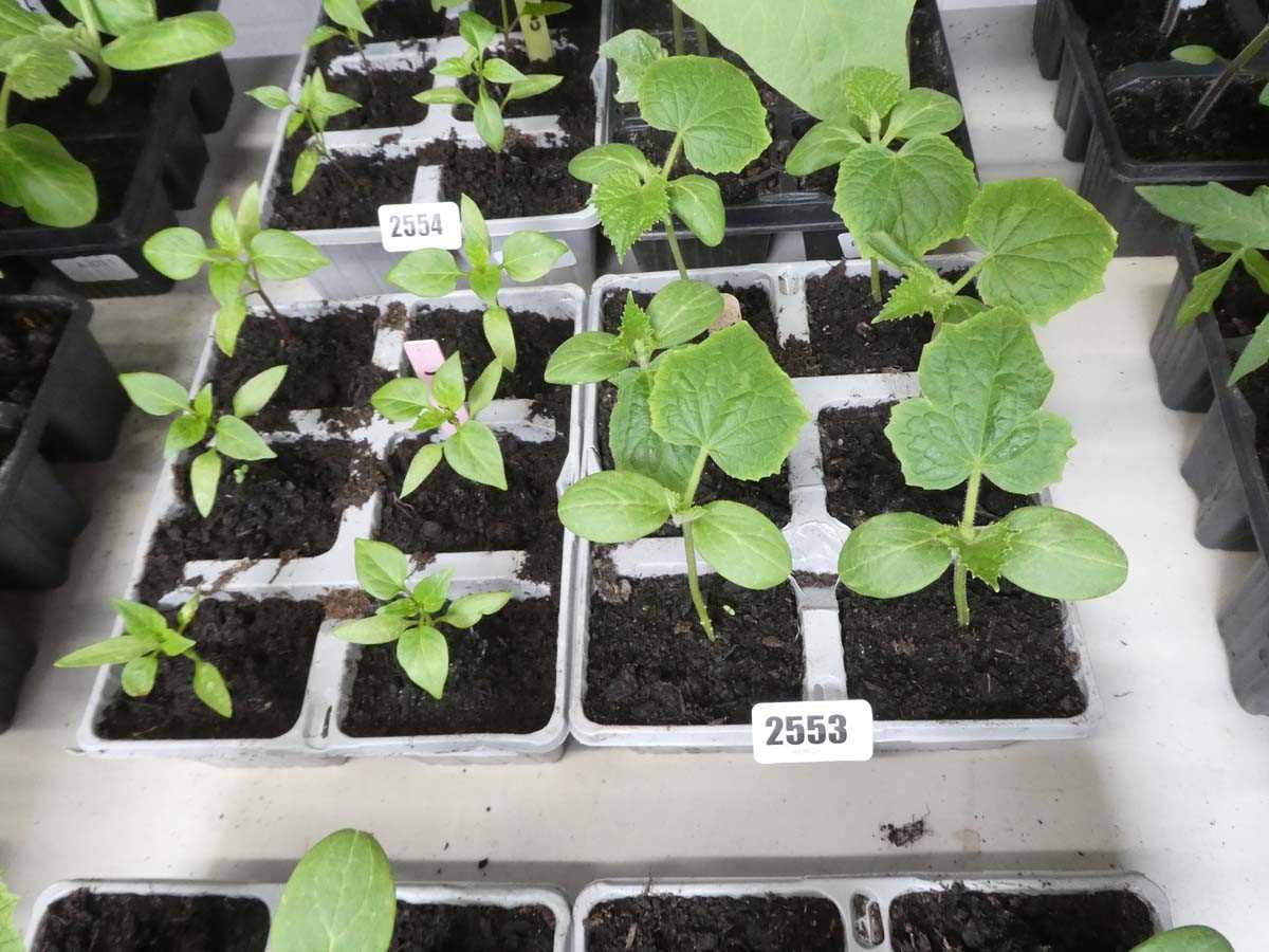 Lot 2553 - Tray containing 6 cucumber plants with tray of...