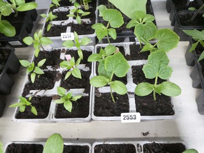 Lot 2553 - Tray containing 6 cucumber plants with tray of...