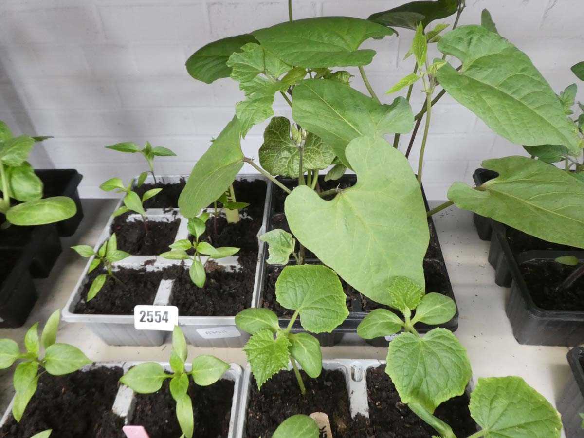 Lot 2554 - Tray containing 6 chilli plants with tray of 6...