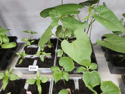 Lot 2554 - Tray containing 6 chilli plants with tray of 6...