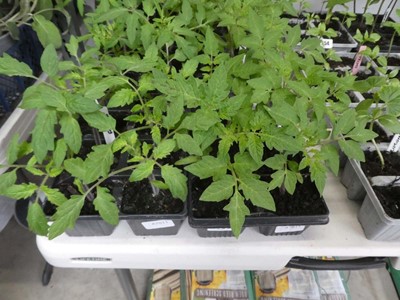 Lot 2555 - 2 trays containing 12 tomato plants incl. Rio...
