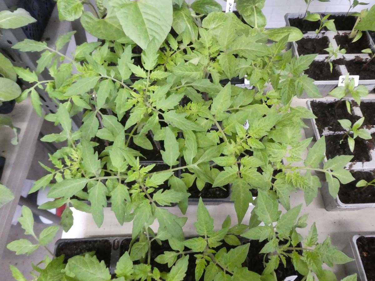 Lot 2556 - 2 trays containing 12 tomato plants incl. Roma...