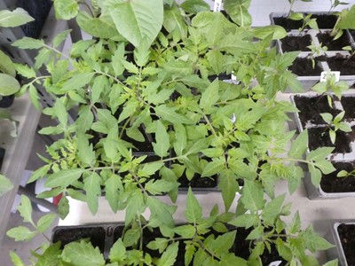 Lot 2556 - 2 trays containing 12 tomato plants incl. Roma...