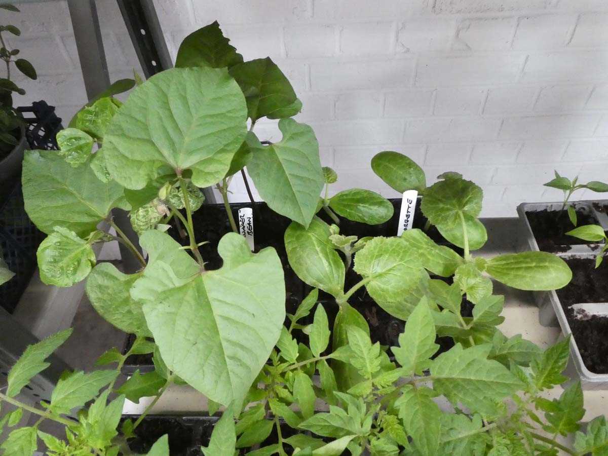 Lot 2557 - Tray containing 6 courgette plants with tray...
