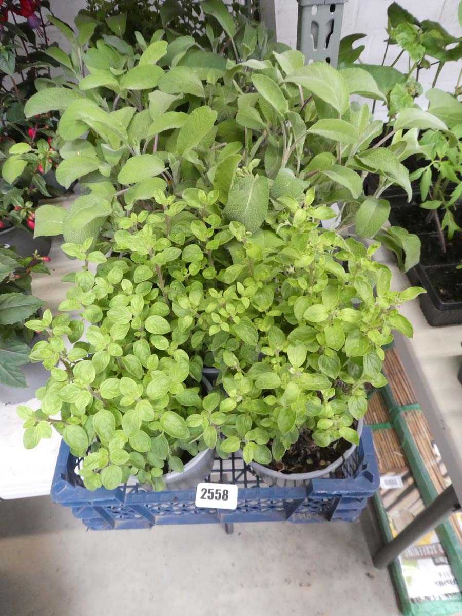 Lot 2558 - 5 potted herbs