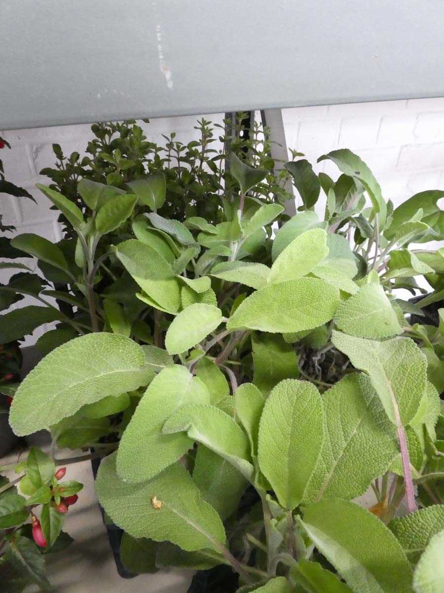 Lot 2559 - 5 potted herbs