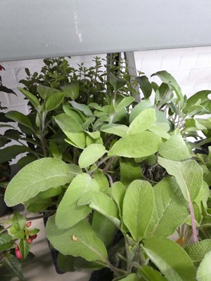 Lot 2559 - 5 potted herbs