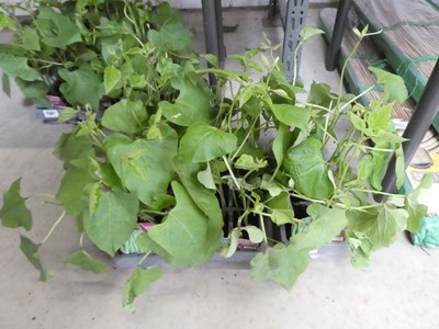 Lot 2560 - 3 trays of 18 potted Streamer runner bean plants