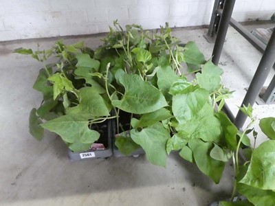 Lot 2561 - 3 trays of 18 potted Streamer runner bean plants