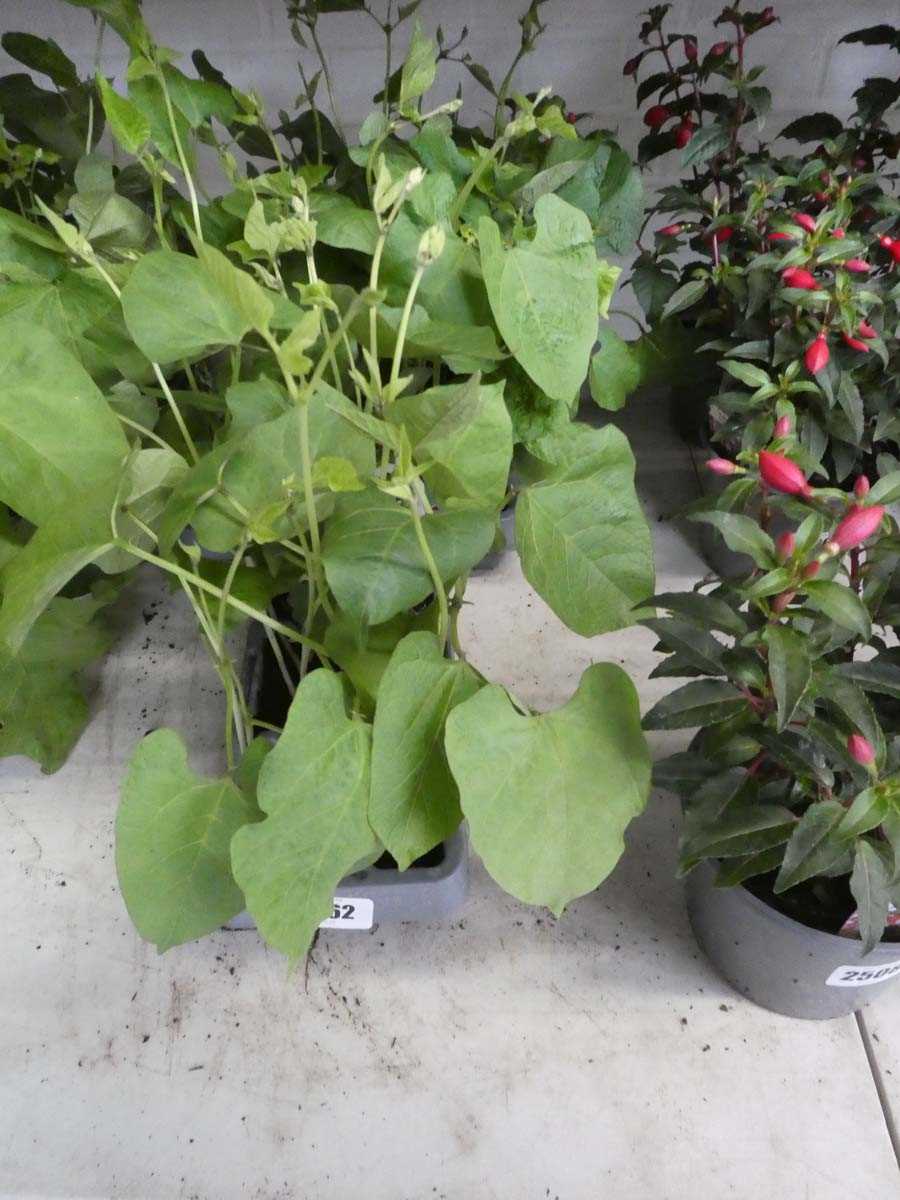 Lot 2562 - 3 trays of 18 potted Streamer runner bean plants
