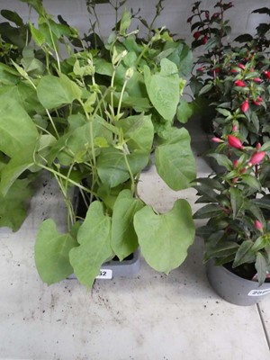 Lot 2562 - 3 trays of 18 potted Streamer runner bean plants