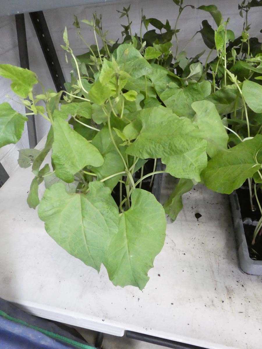 Lot 2563 - 3 trays of 18 potted Streamer runner bean plants