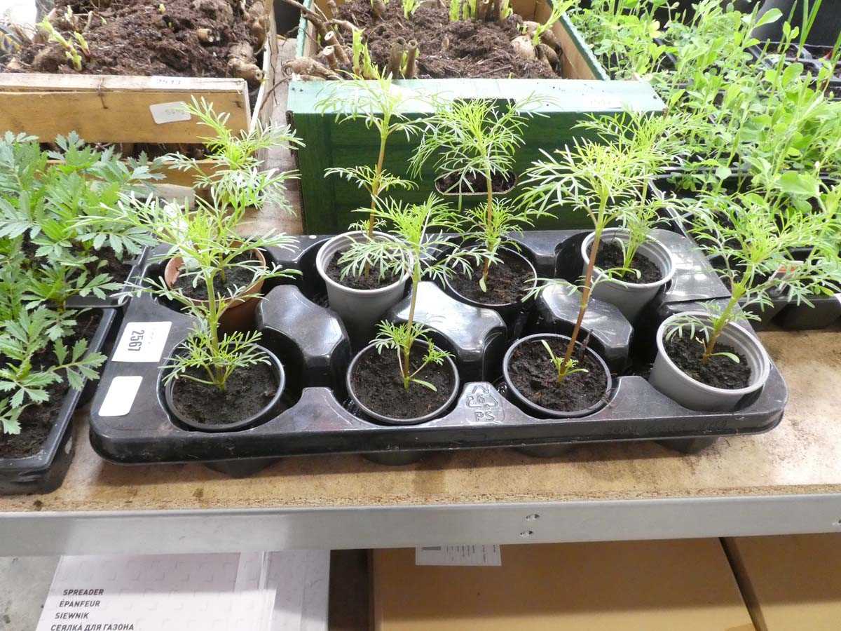 Lot 2567 - Tray containing 8 potted cosmos