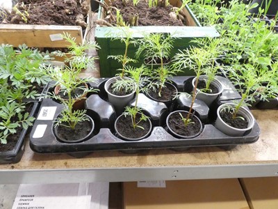 Lot 2567 - Tray containing 8 potted cosmos