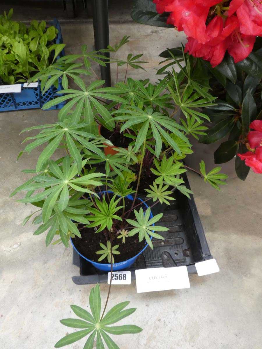 Lot 2568 - 3 potted lupins