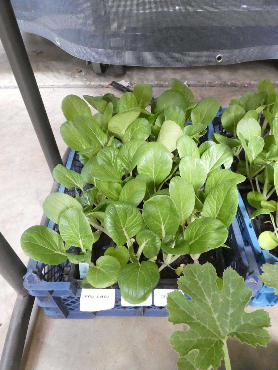 Lot 2569 - 2 trays containing 24 Pak Choi cabbage plants
