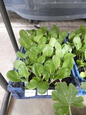Lot 2569 - 2 trays containing 24 Pak Choi cabbage plants