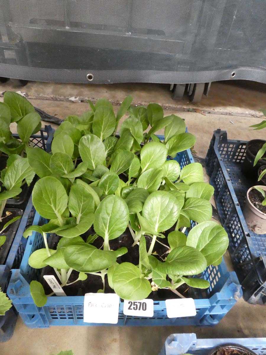 Lot 2570 - 2 trays containing 24 Pak Choi cabbage plants