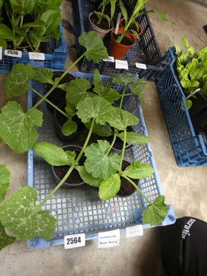 Lot 2564 - Tray containing 6 Black Beauty courgette plants