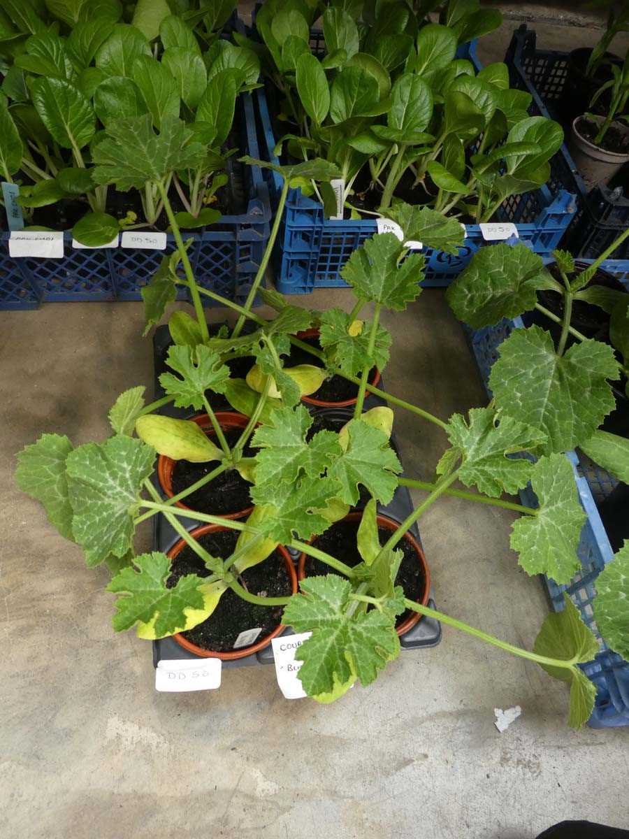 Lot 2565 - Tray containing 6 Black Beauty courgette plants