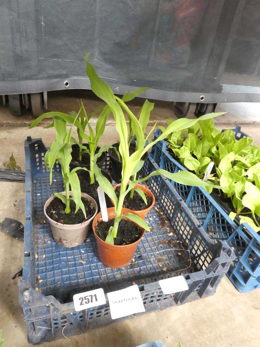 Lot 2571 - 6 large potted sweetcorn plants