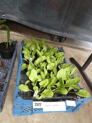 Lot 2572 - 2 trays containing 24 Swiss chard