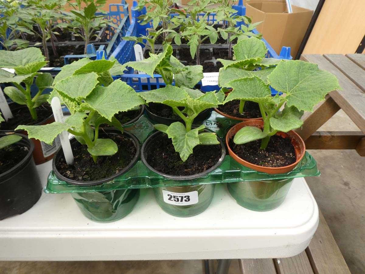 Lot 2573 - 6 cucumber plants