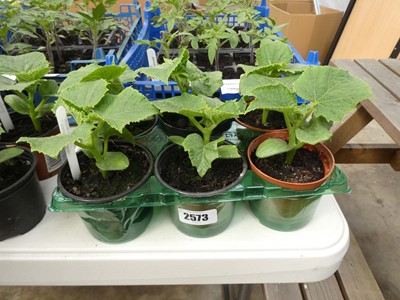 Lot 2573 - 6 cucumber plants