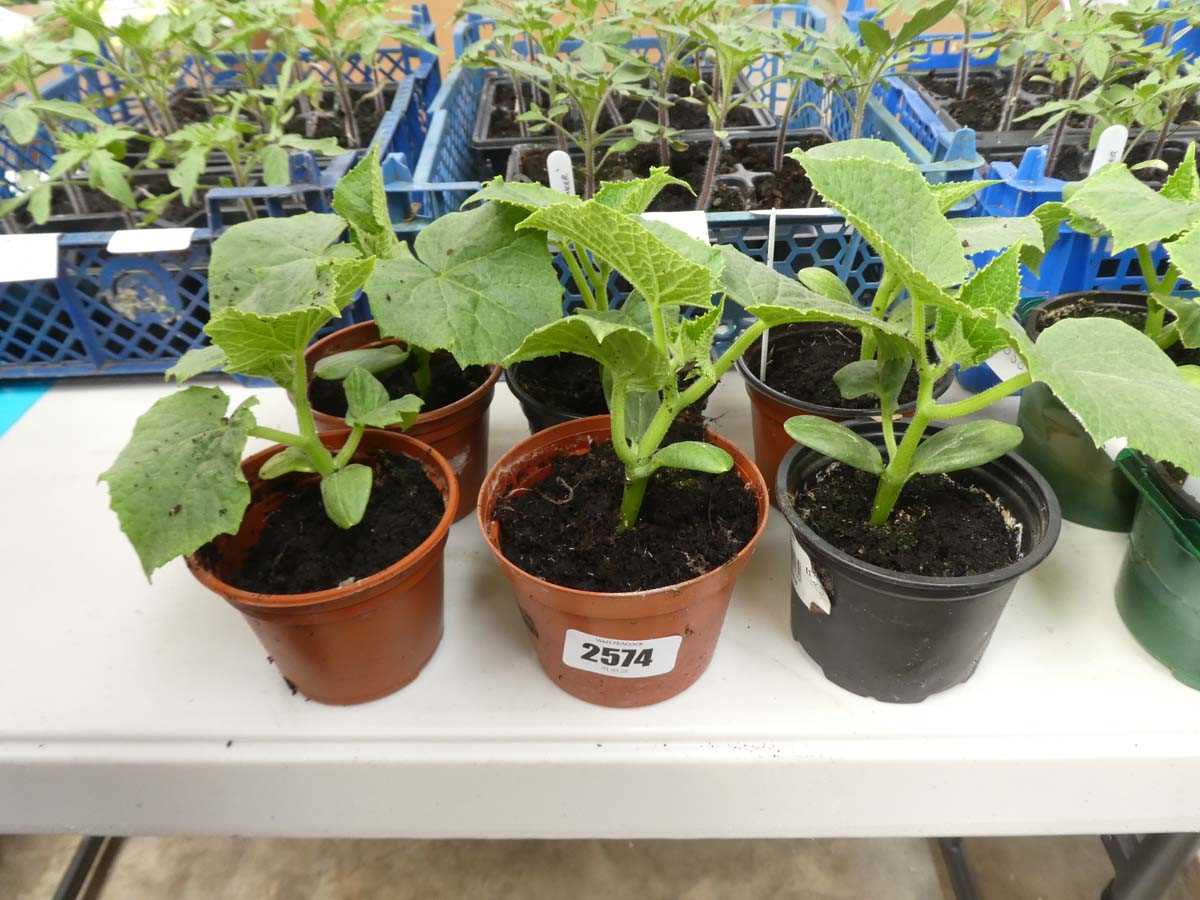 Lot 2574 - 6 cucumber plants