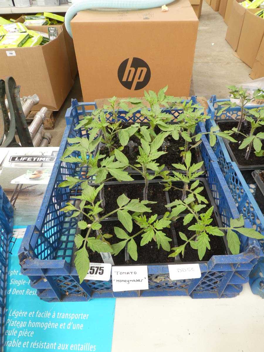 Lot 2575 - 2 trays containing 12 Money Maker tomato plants