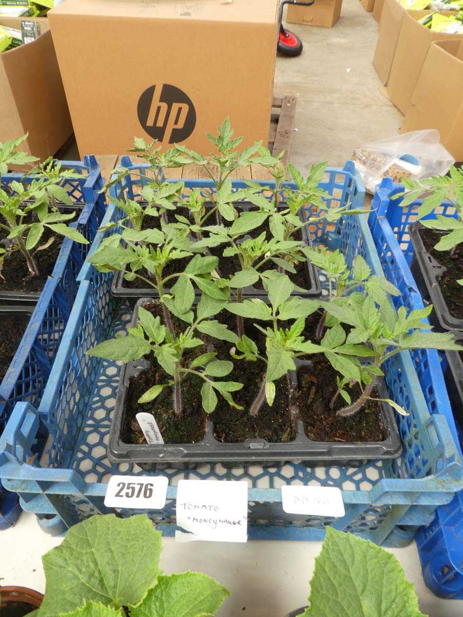 Lot 2576 - 2 trays containing 12 Money Maker tomato plants
