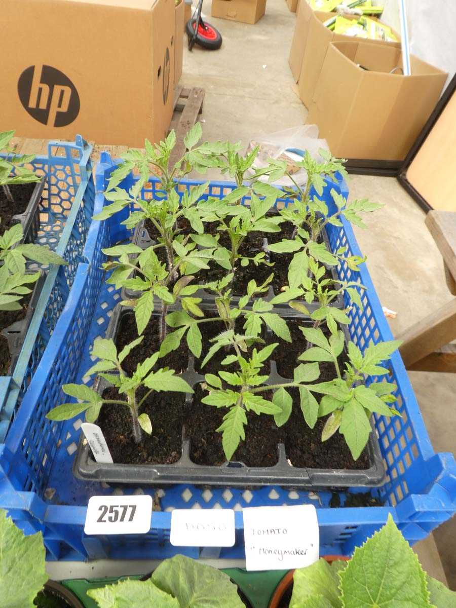 Lot 2577 - 2 trays containing 12 Money Maker tomato plants