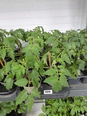 Lot 2578 - Tray containing 8 tomato plants