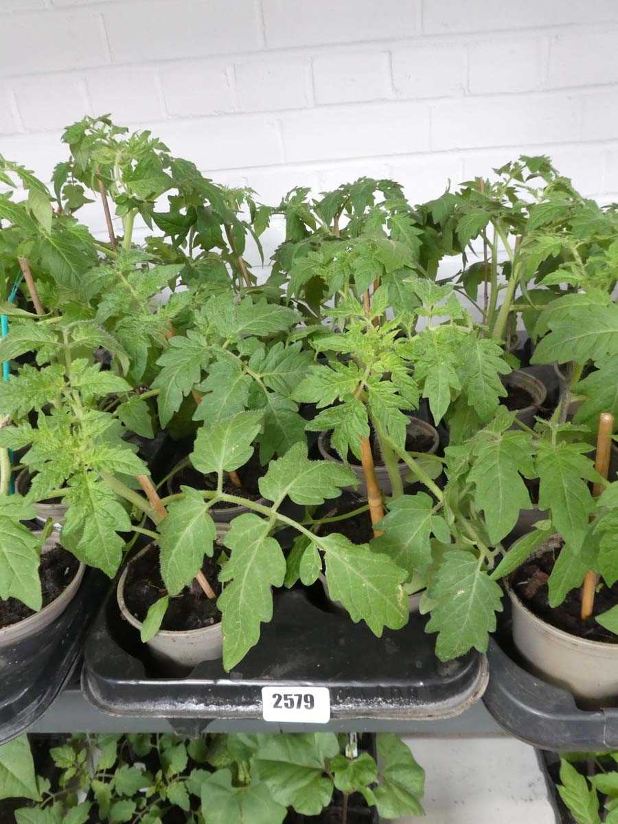 Lot 2579 - Tray containing 8 tomato plants
