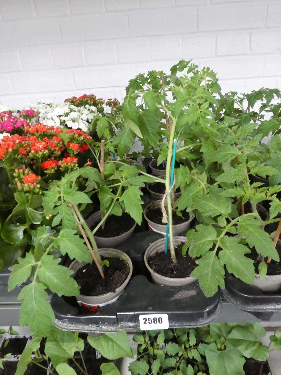 Lot 2580 - Tray containing 8 tomato plants