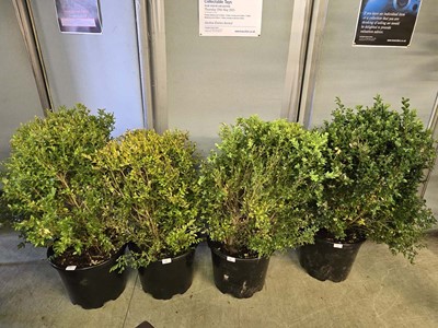 Lot 19 - Four potted green hedging plants