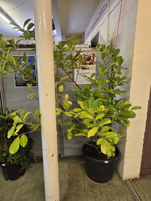 Lot 20 - A large green plant