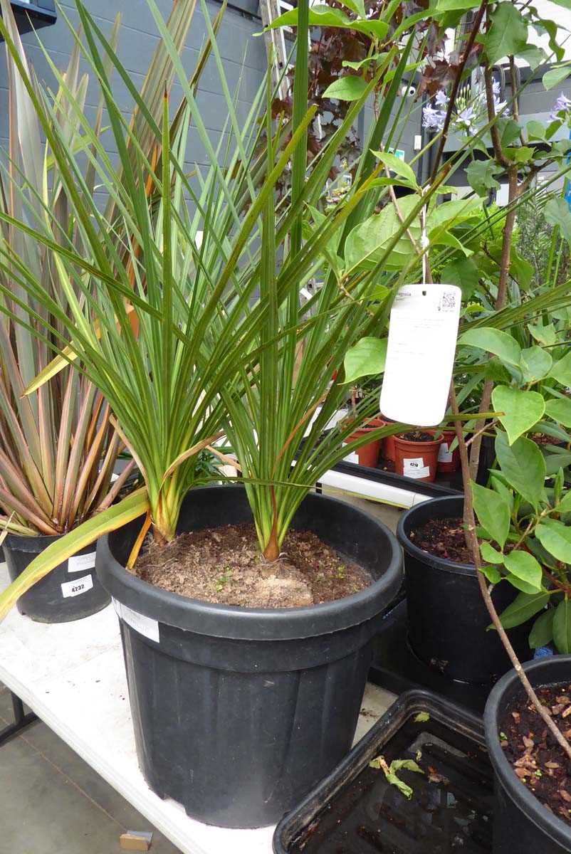 Lot 4231 - Double Cordyline