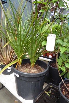 Lot 4231 - Double Cordyline