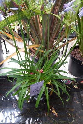 Lot 4215 - Agapanthus